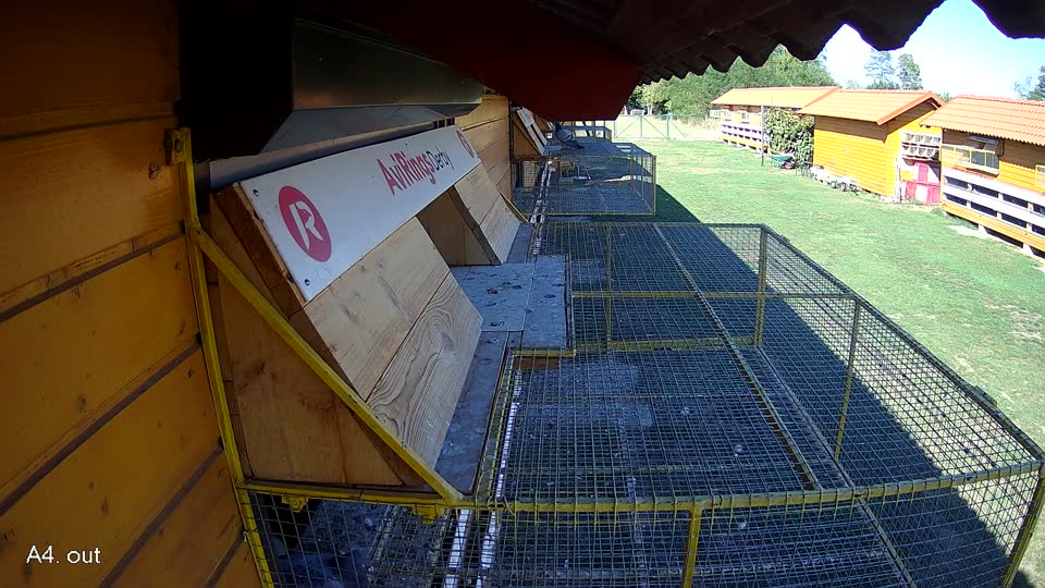 Pigeon Arrival Image For Race Final Race 1/3