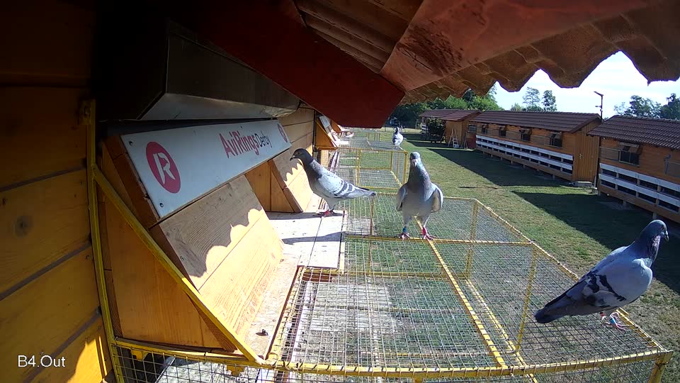 Pigeon Arrival Image For Race Race 2