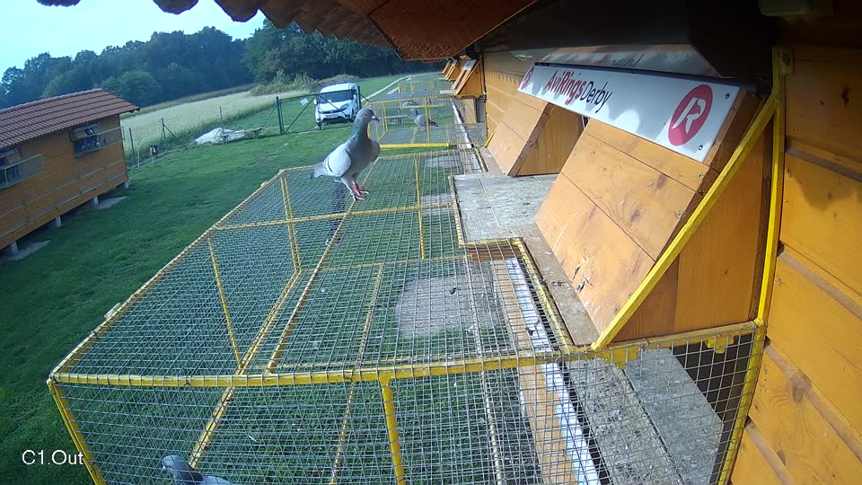 Pigeon Arrival Image For Race Final race 1