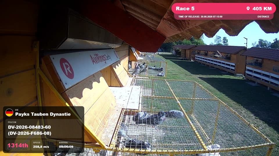 Pigeon Arrival Image For Race Race 5