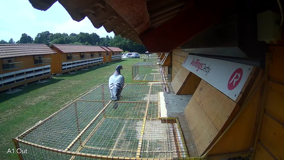 Pigeon Arrival Image For Race Race 4