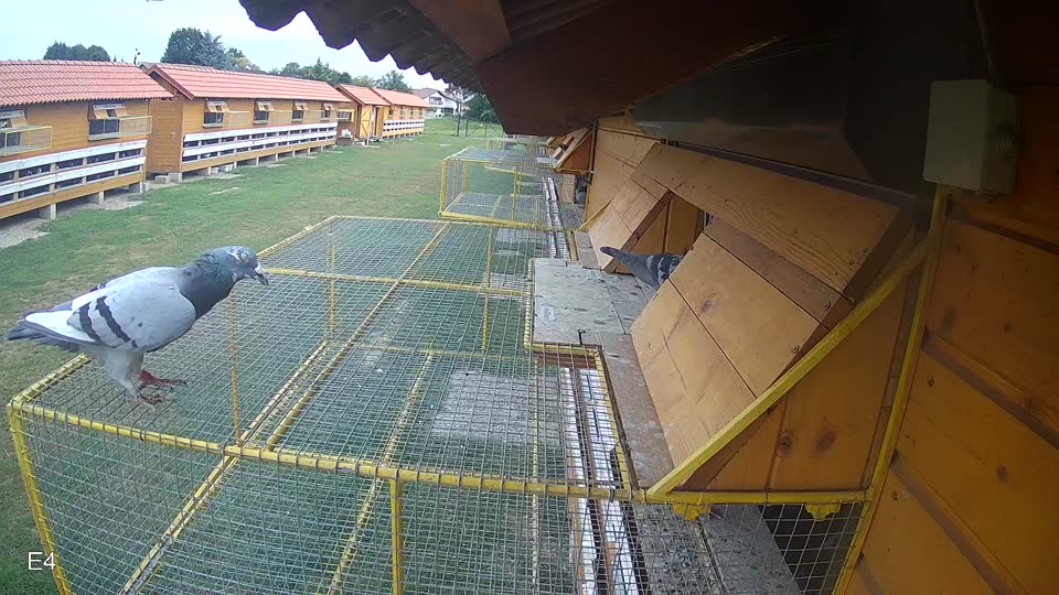 Pigeon Arrival Image For Race Race 3