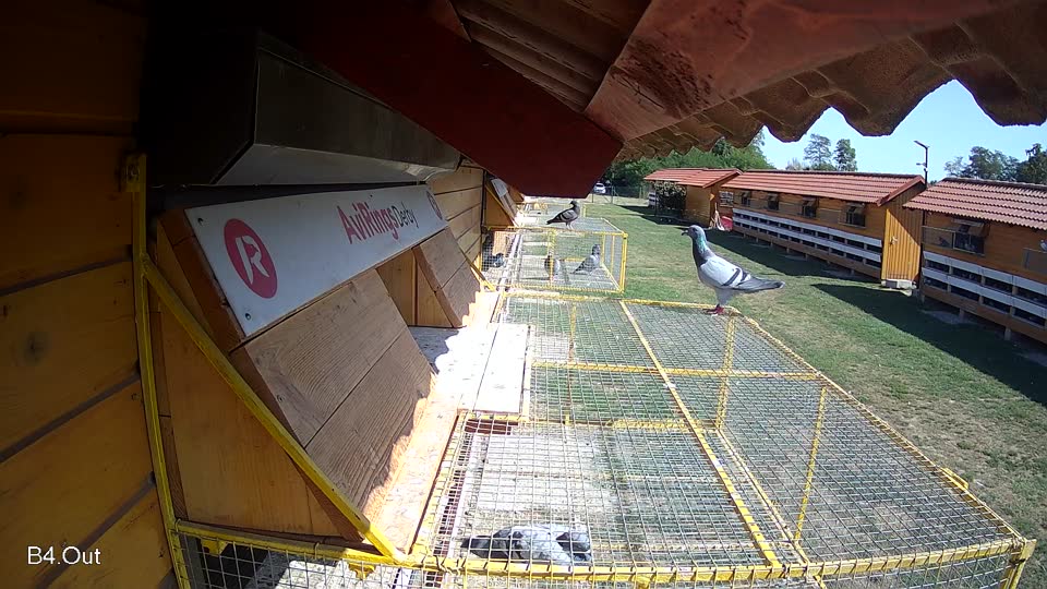 Pigeon Arrival Image For Race Race 5