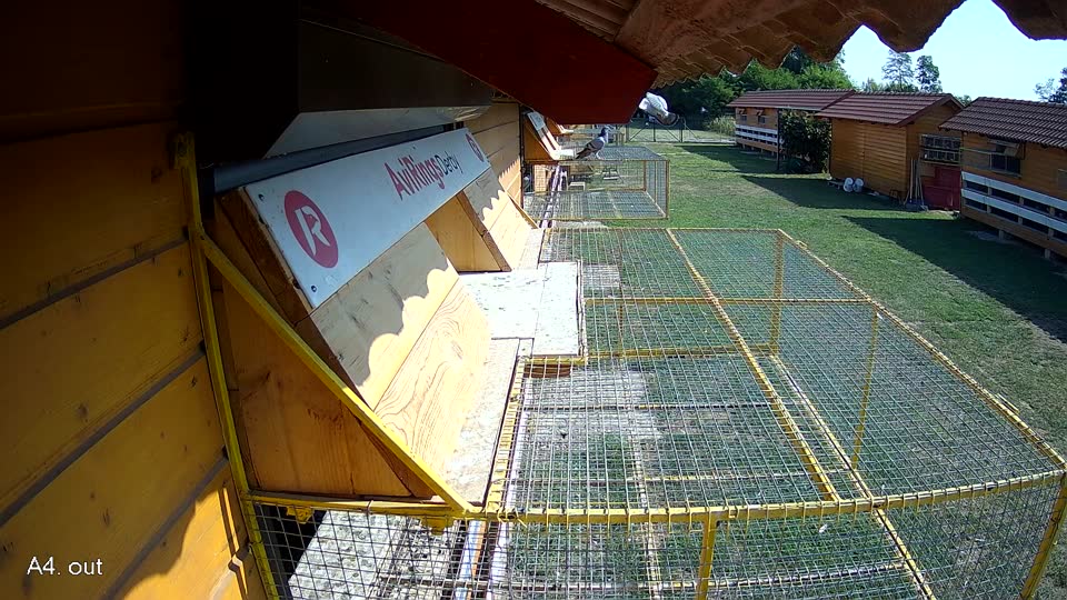 Pigeon Arrival Image For Race Race 1