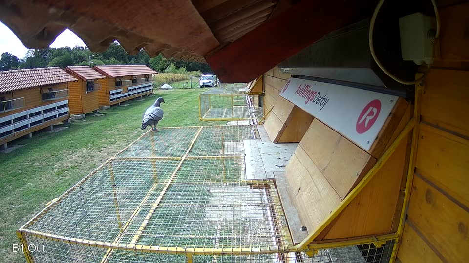 Pigeon Arrival Image For Race Race 4