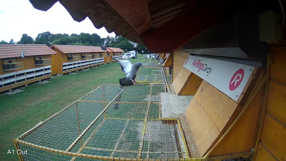 Pigeon Arrival Image For Race Race 3