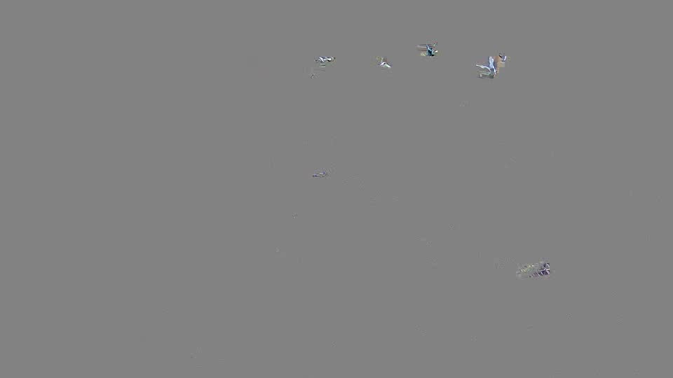 Pigeon Arrival Image For Race Race 2