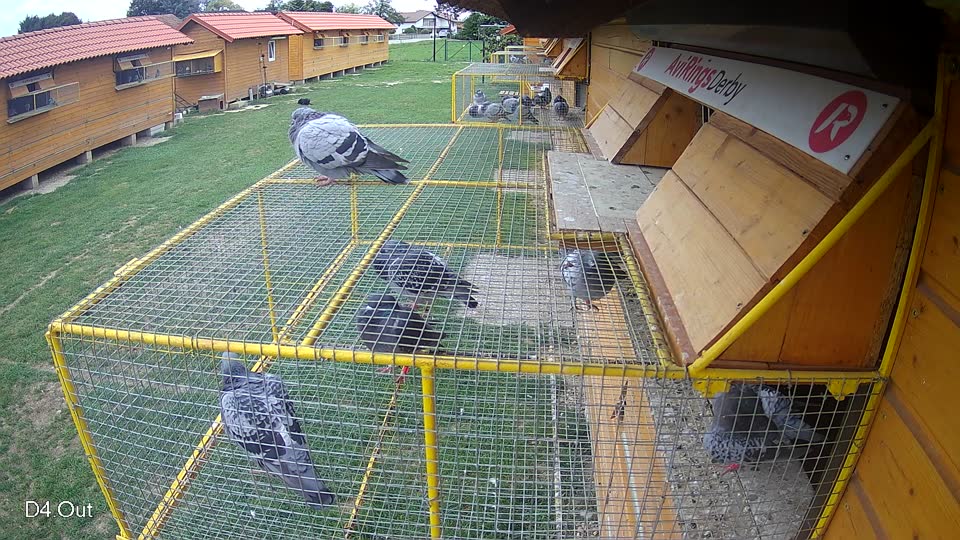Pigeon Arrival Image For Race Race 6