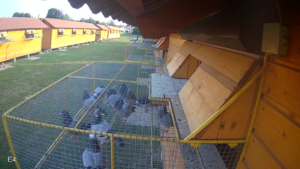 Pigeon Arrival Image For Race Race 4