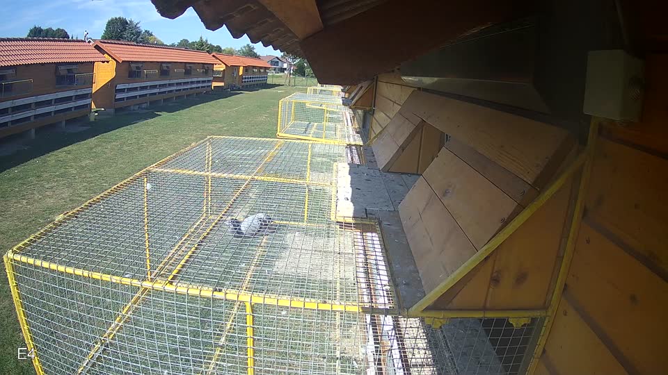 Pigeon Arrival Image For Race Race 5
