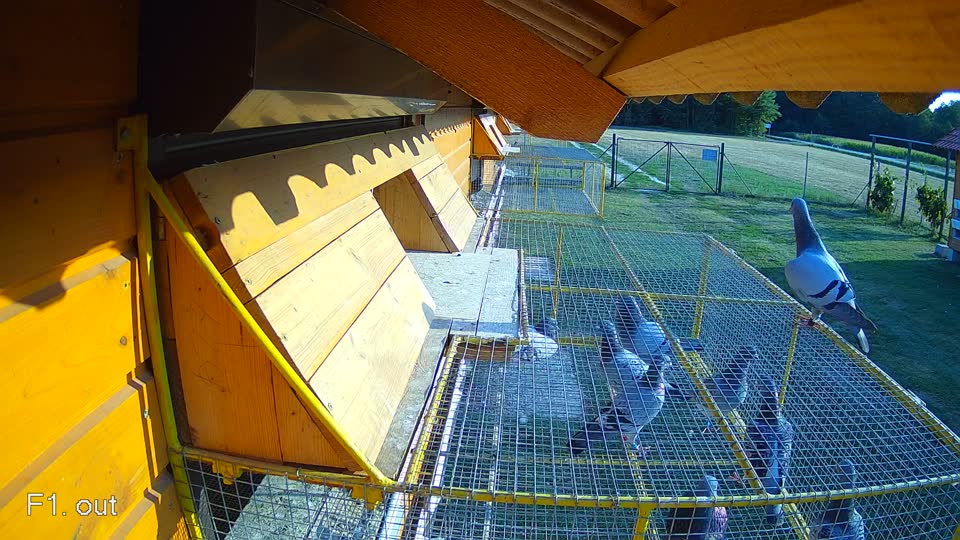 Pigeon Arrival Image For Race Race 1