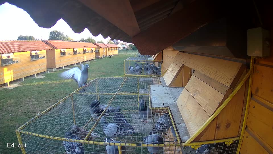 Pigeon Arrival Image For Race Race 5
