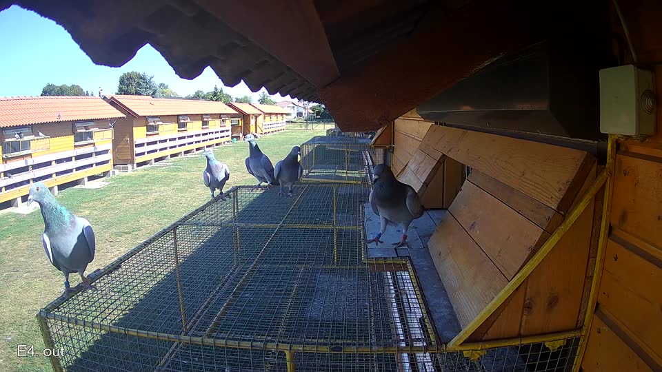 Pigeon Arrival Image For Race Race 3