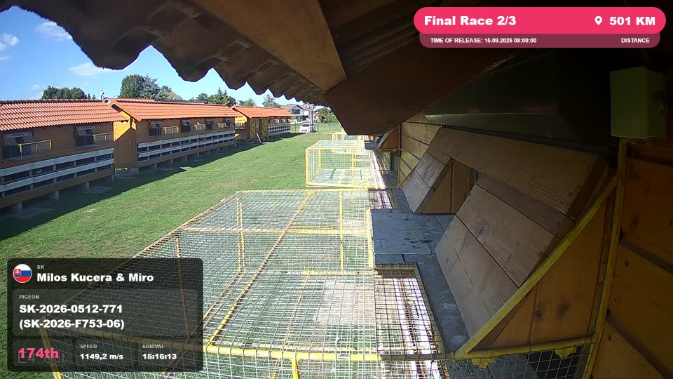 Pigeon Arrival Image For Race Final Race 2/3