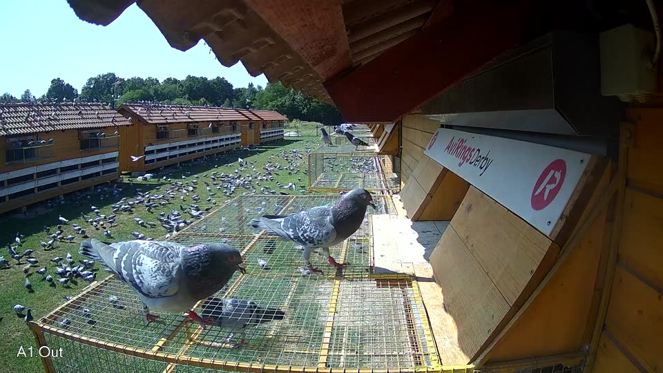 Pigeon Arrival Image For Race Race 3