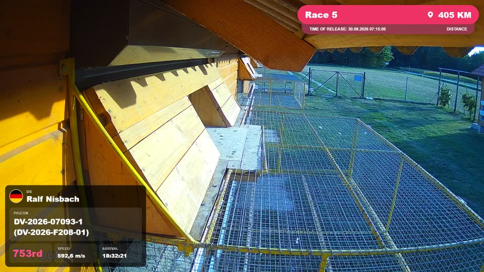 Pigeon Arrival Image For Race Race 5