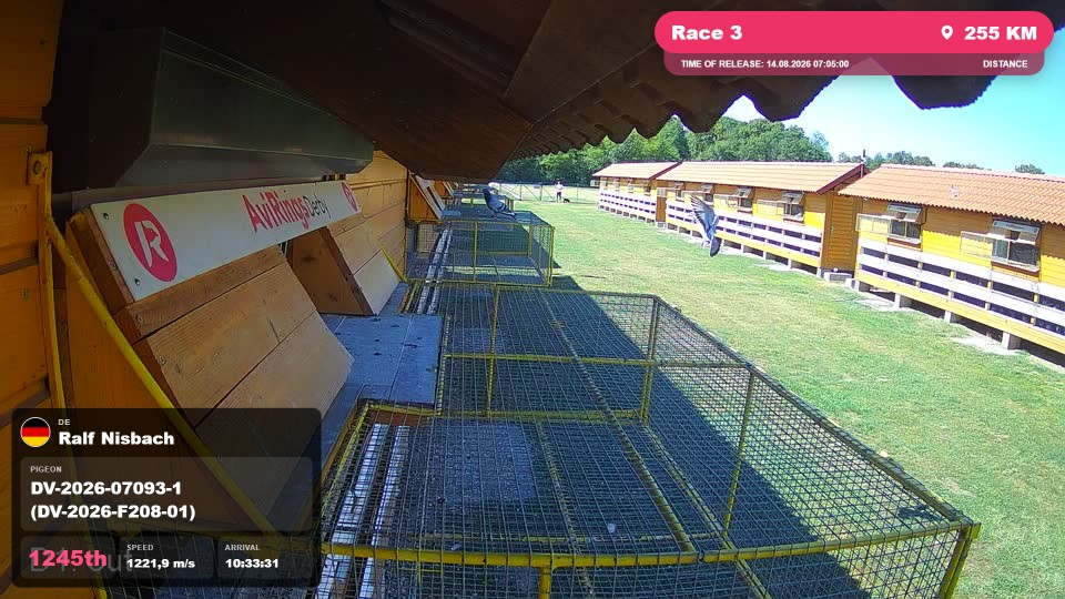 Pigeon Arrival Image For Race Race 3