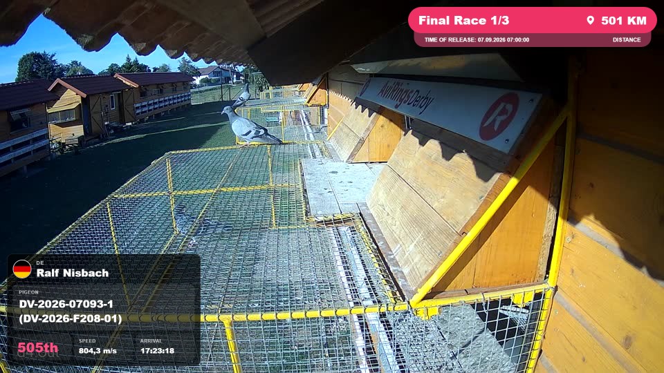 Pigeon Arrival Image For Race Final Race 1/3