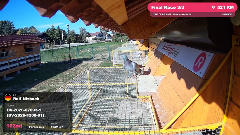Pigeon Arrival Image For Race Final Race 3/3