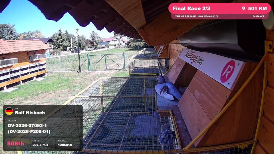Pigeon Arrival Image For Race Final Race 2/3