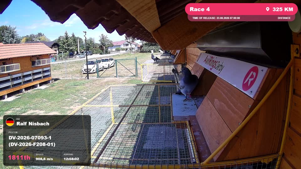 Pigeon Arrival Image For Race Race 4