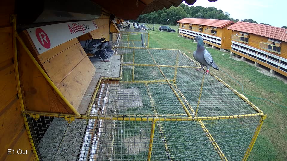 Pigeon Arrival Image For Race Race 3