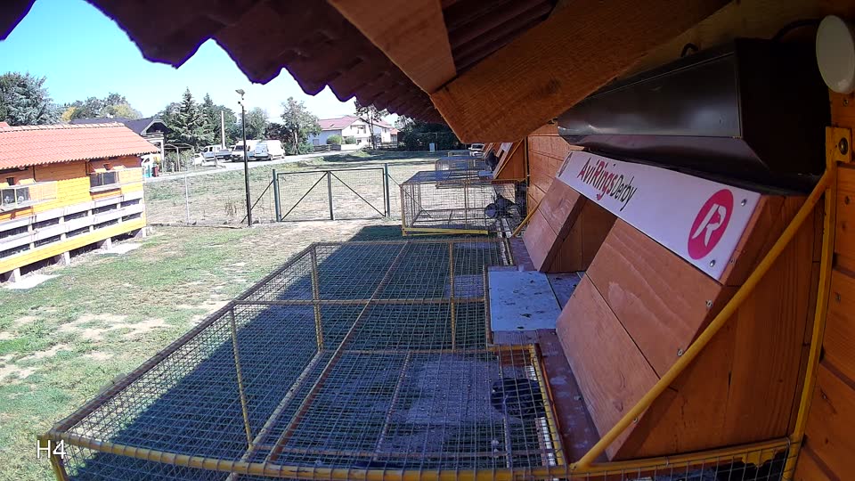 Pigeon Arrival Image For Race Race 5