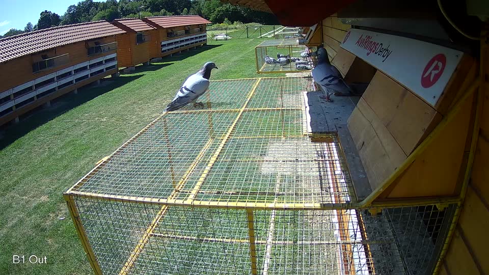 Pigeon Arrival Image For Race Race 2