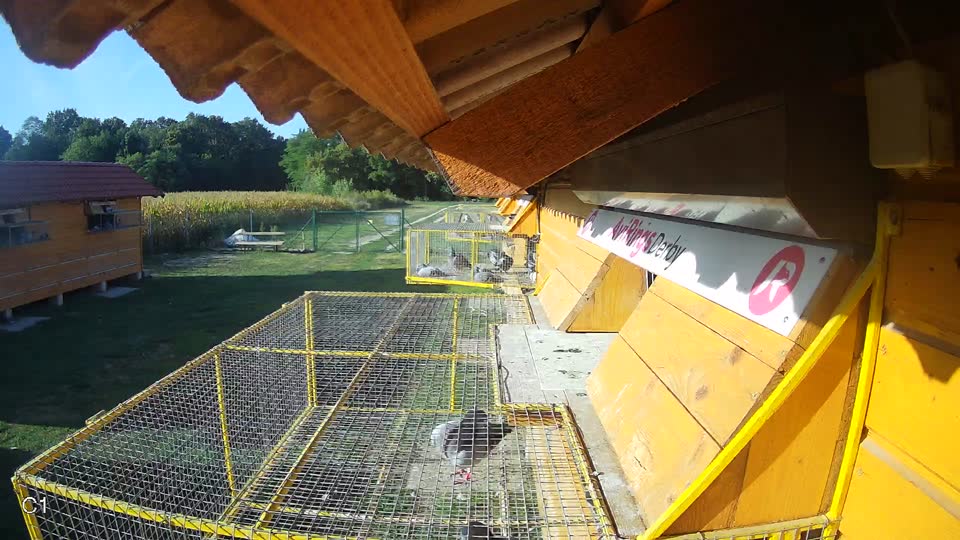 Pigeon Arrival Image For Race Race 5
