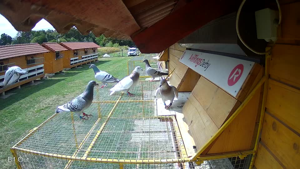 Pigeon Arrival Image For Race Race 4