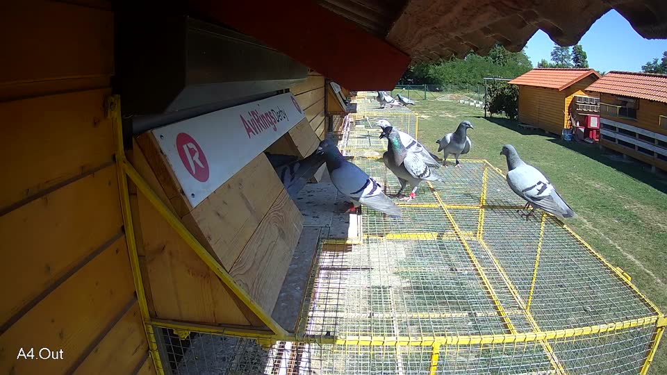 Pigeon Arrival Image For Race Race 5