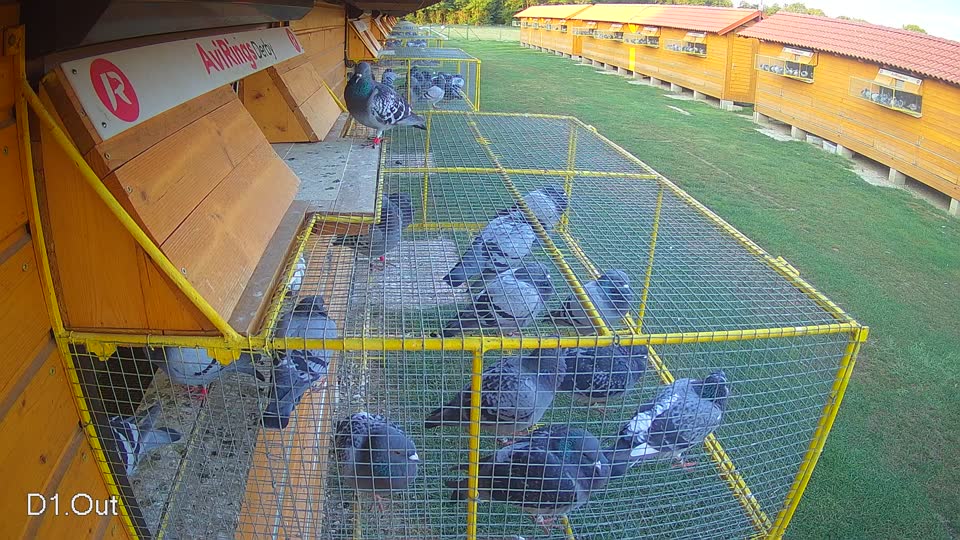 Pigeon Arrival Image For Race Race 4