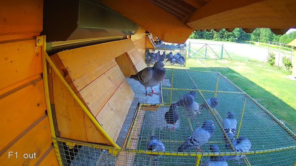 Pigeon Arrival Image For Race Race 1
