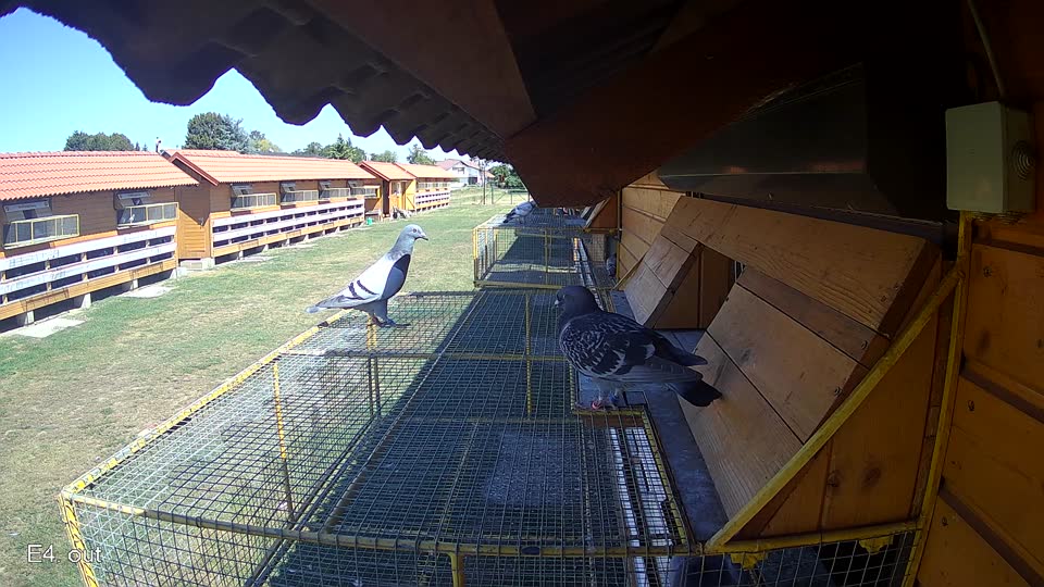 Pigeon Arrival Image For Race Race 3