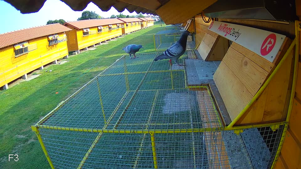 Pigeon Arrival Image For Race Race 4