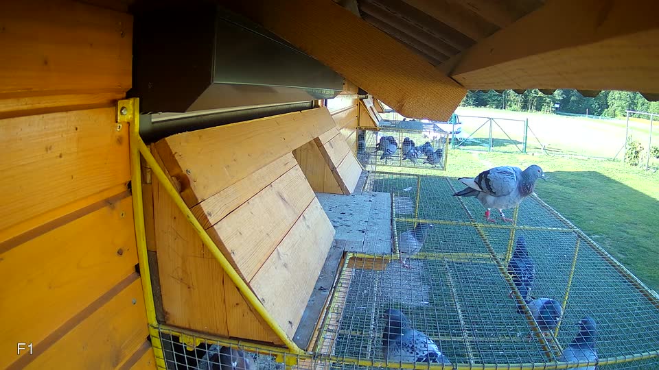 Pigeon Arrival Image For Race Race 5