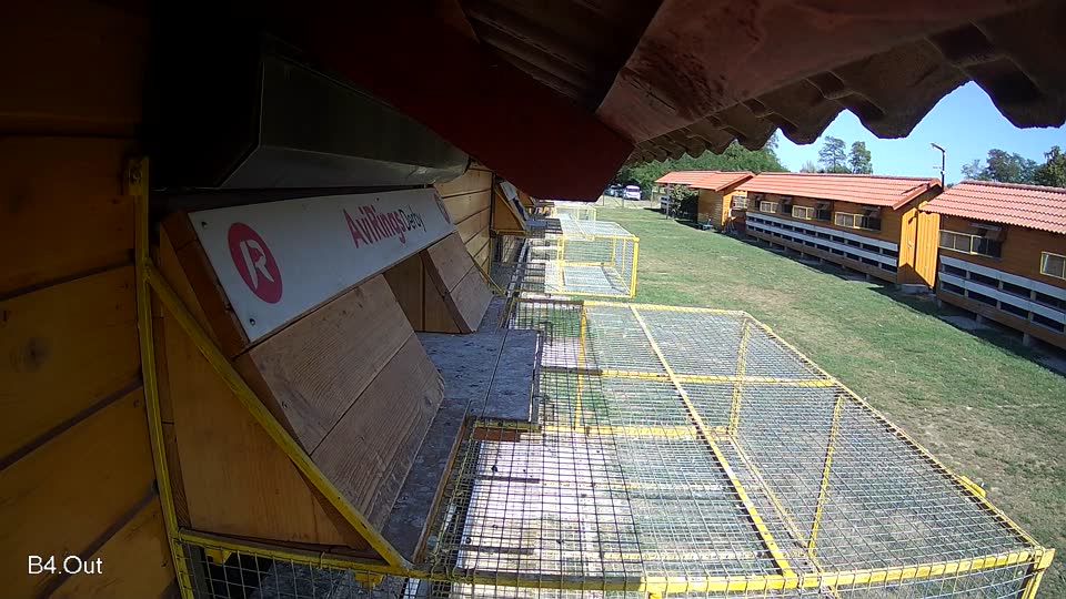 Pigeon Arrival Image For Race Race 5
