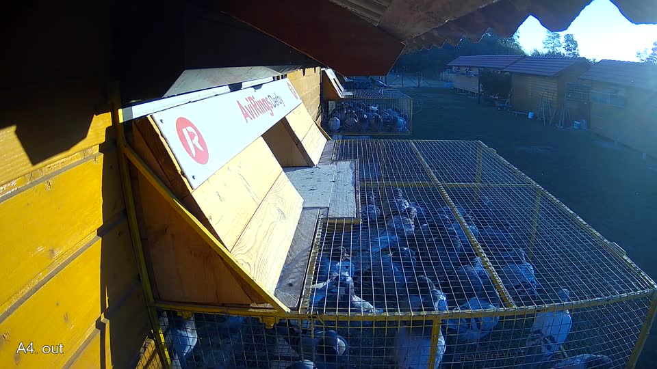 Pigeon Arrival Image For Race Race 3