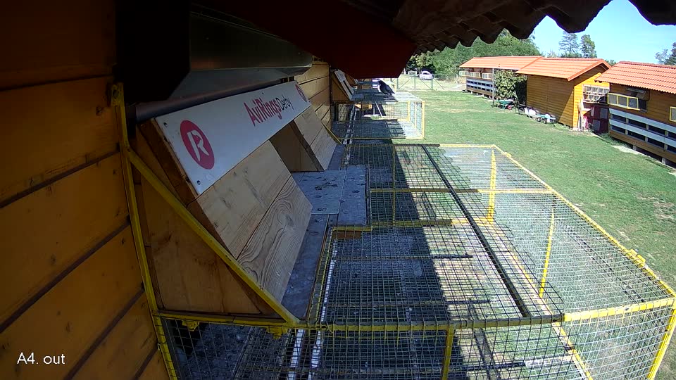 Pigeon Arrival Image For Race Final Race 1/3