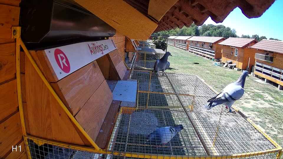 Pigeon Arrival Image For Race Race 3