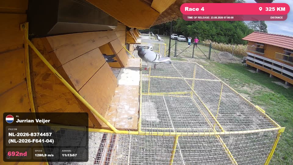 Pigeon Arrival Image For Race Race 4