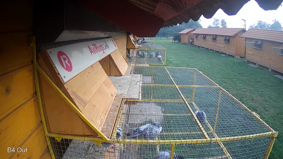 Pigeon Arrival Image For Race Final race 1