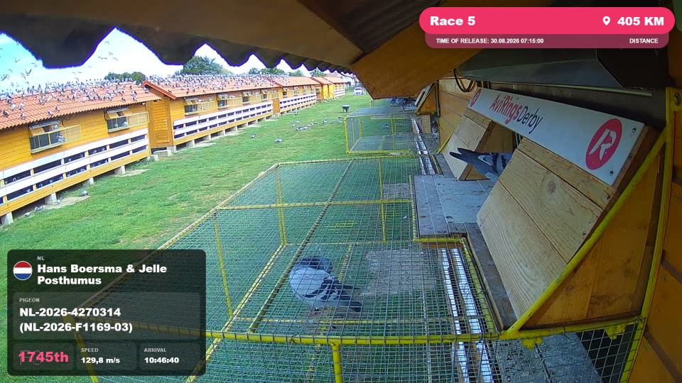 Pigeon Arrival Image For Race Race 5