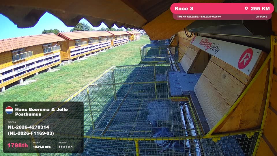 Pigeon Arrival Image For Race Race 3