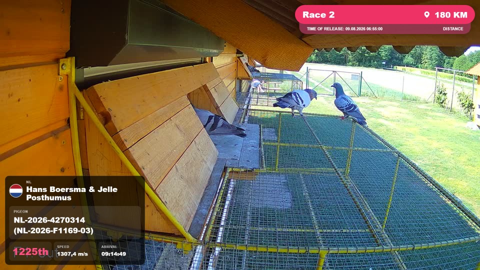 Pigeon Arrival Image For Race Race 2