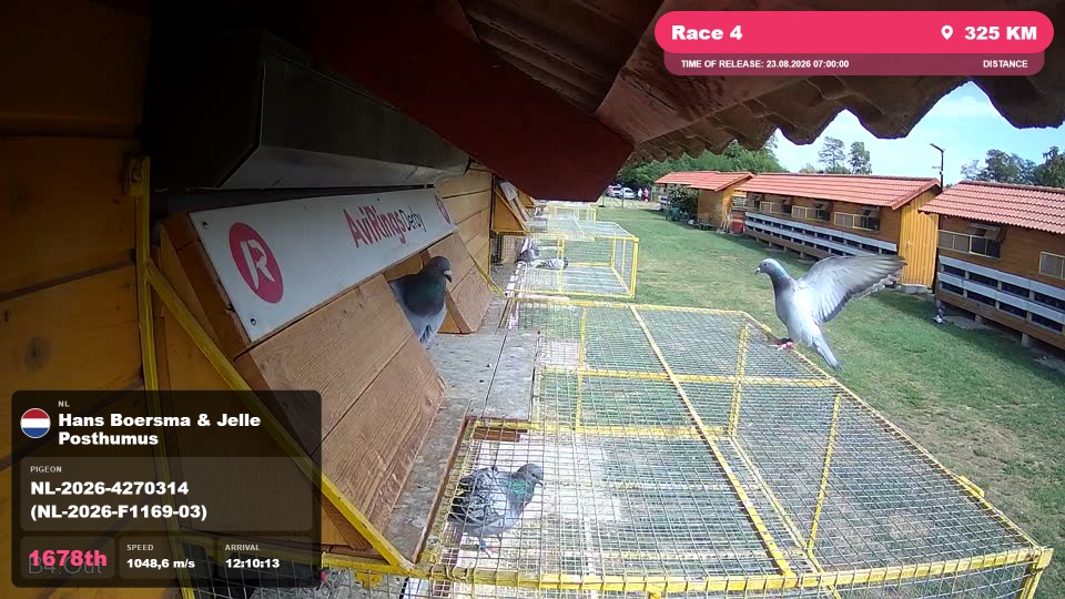 Pigeon Arrival Image For Race Race 4