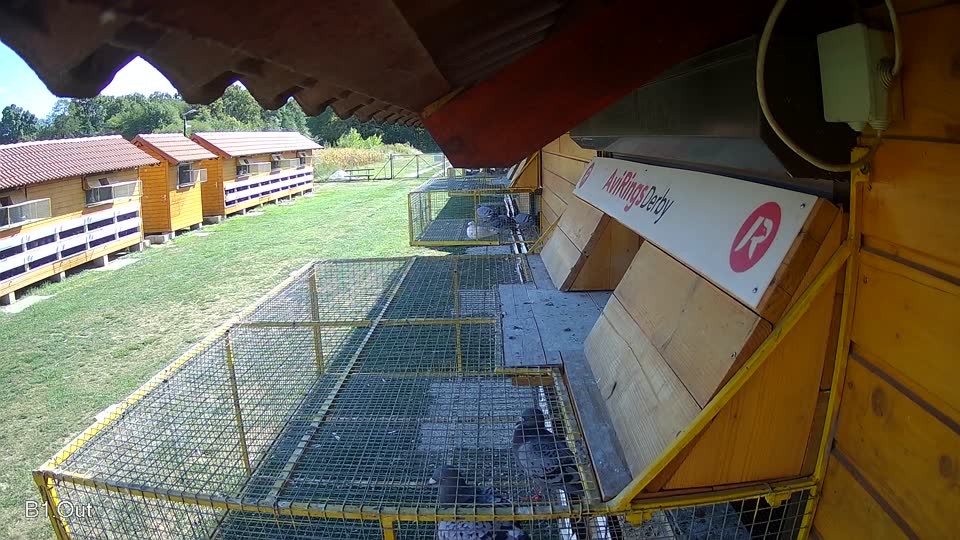 Pigeon Arrival Image For Race Race 5