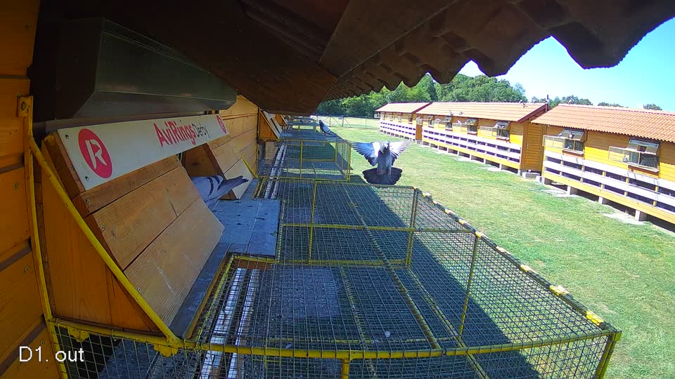Pigeon Arrival Image For Race Race 3