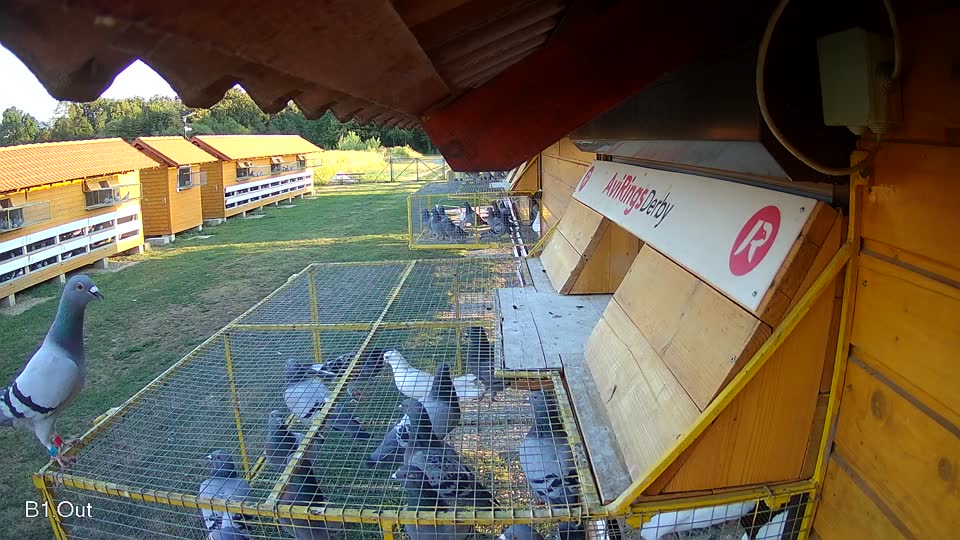 Pigeon Arrival Image For Race Race 2