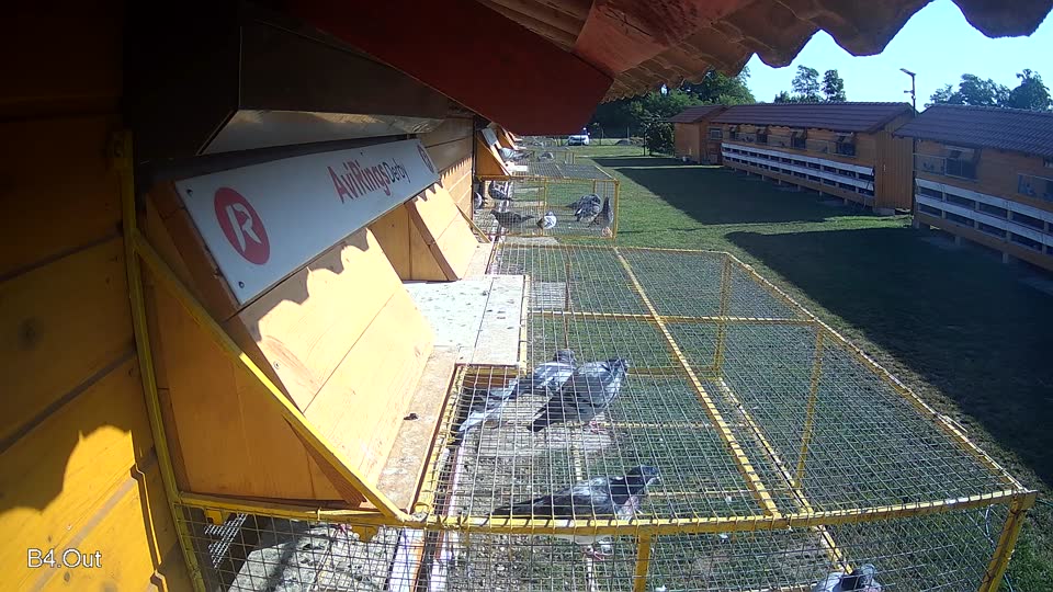 Pigeon Arrival Image For Race Race 4